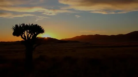 Namibia sunset quiver tree Stock Footage 12690846