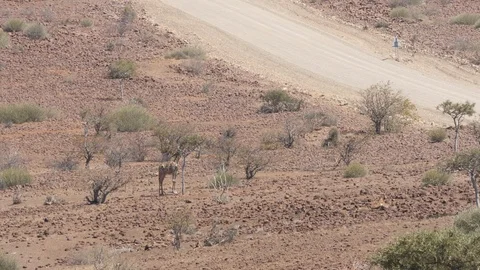Namibia trip, car runs in dry landscap, giraffe in the background, Africa in 4K Stock Footage 90929548