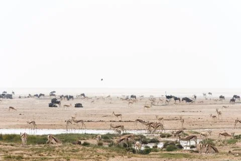 Namibia waterhole multuple animals Stock Photos
