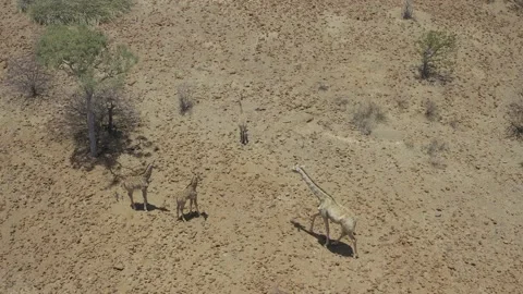 Namibia Wildlife Stockbeeldmateriaal 143475907