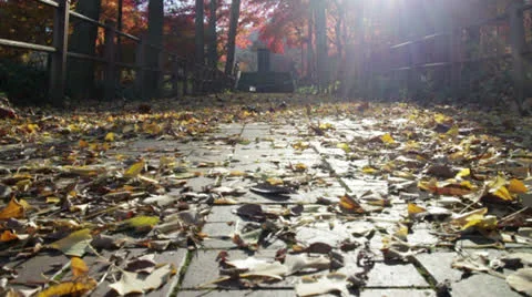 Namsan Leaves Falling Stock Footage 22847917
