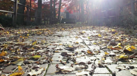 Namsan Leaves Stock-Footage 22847407
