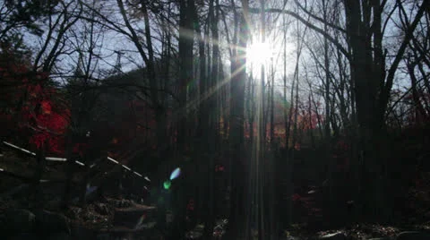 Namsan Sun through Trees Video stock 22846701