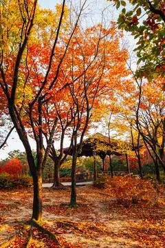 Namsangol park, Korean traditional pavilion with autumn maple forest in Seoul Stock Photos