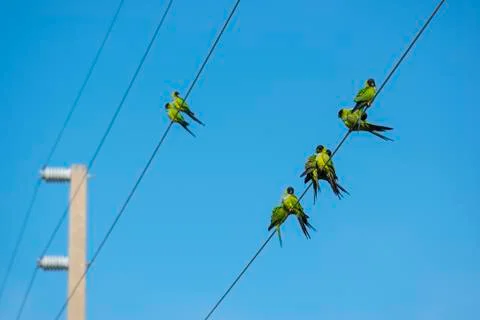 Nanday Conure Parakeets on a wire Stock Photos