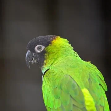 Nanday conure Foto stock