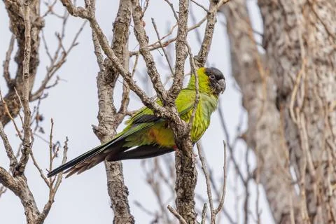 Nanday Parakeet (Aratinga nenday) perched on a tree branch. Photos