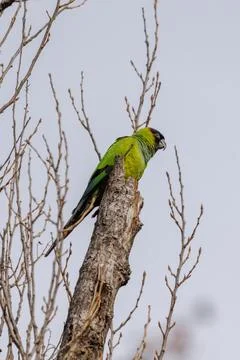 Nanday Parakeet (Aratinga nenday) perched on a tree branch. Photos