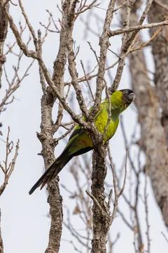 Nanday Parakeet (Aratinga nenday) perched on a tree branch. Stock-Fotos