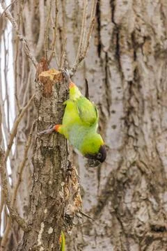 Nanday Parakeet (Aratinga nenday) perched on a tree branch. Stock-Fotos