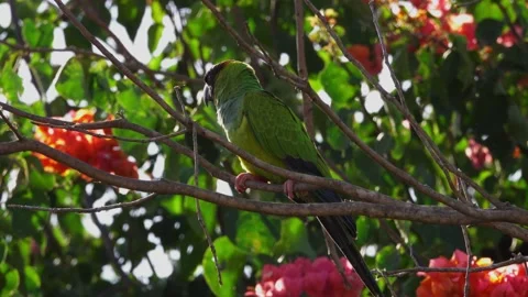 Nanday Parakeet Bird Aratinga Nenday Perched on Tree Branch Stock Footage 196648173