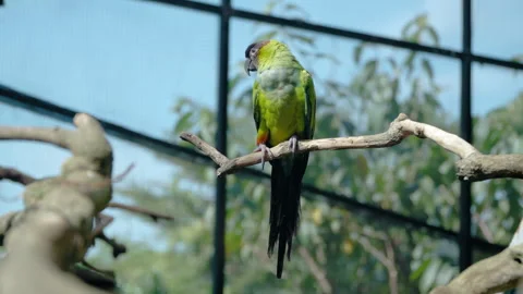 Nanday Parakeet Bird (Aratinga Nenday) on Tree Branch in Zoo 스톡 동영상 265119434