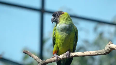 Nanday Parakeet Bird (Aratinga Nenday) or Black-hooded Parakeet or Nanday Video stock 265127579