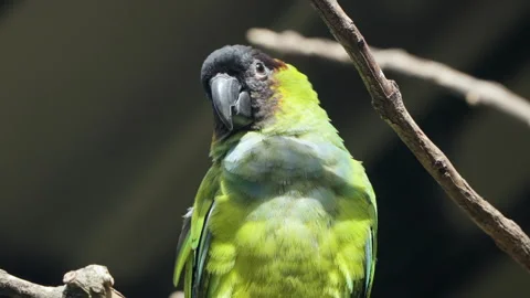 Nanday Parakeet Bird (Aratinga Nenday) or Black-hooded Parakeet or Nanday Video stock 265128828