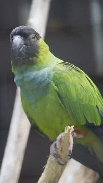 The Nanday Parakeet Stock Photos