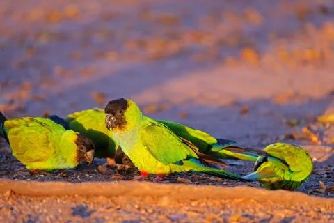 Nanday Parakeets, Aratinga Nenday, also known as the Black-hooded Parakeets or Stock Photos