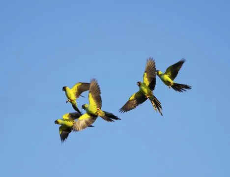 Nanday Parakeets in flight. Stock-Fotos