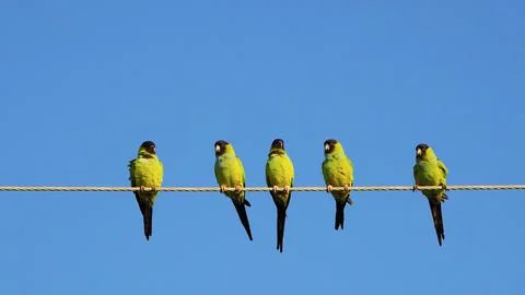 Nanday Parakeets standing on a wire. Stock Photos