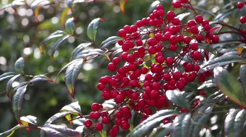 Nandina plant Video stock 60176299