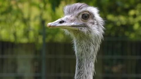 A nandu head close up Stock Footage 256112046