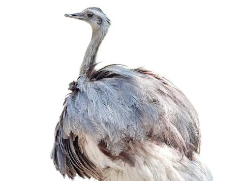 Nandu isolated on white background 库存照片