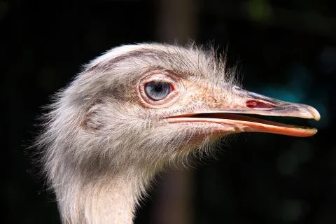Nandu Stock Photos