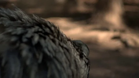 Ñandú in the reserve Stock Footage 81006697