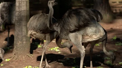 Ñandú in the reserve Stock Footage 81006821