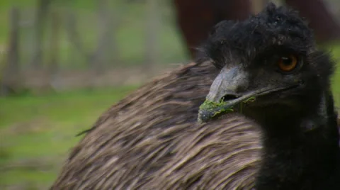 Nandu.mp4 Video stock 25229931