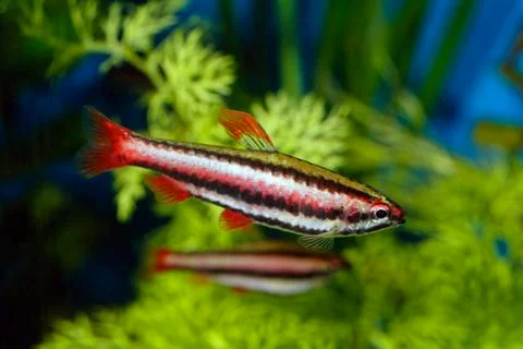 Nannostomus fish Stock Photos