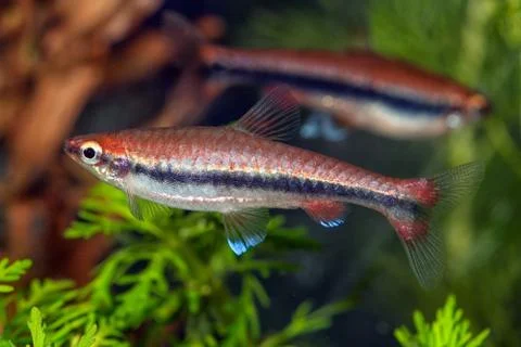Nannostomus Foto stock