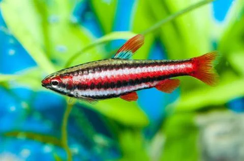 Nannostomus Foto stock