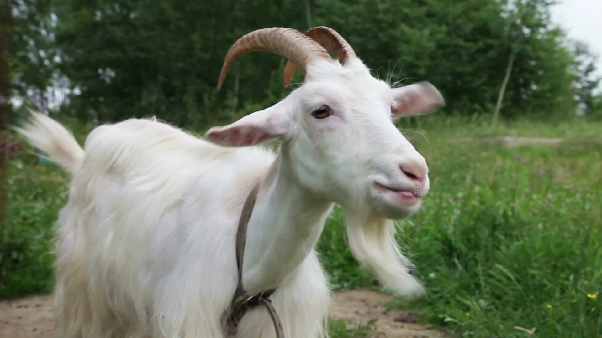 Nanny goat | Stock Video | Pond5