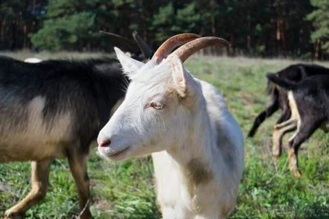 Nanny-goat Stock Photos