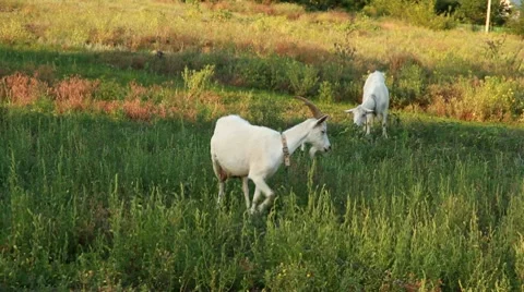 Nanny goats to fall on meadow Stock Footage 8552596
