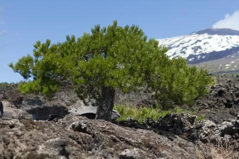 Nano Pine Stock Photos