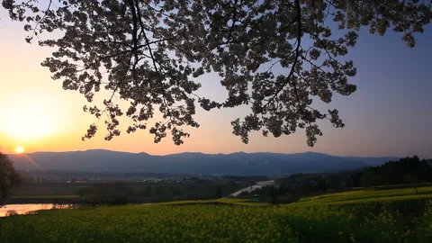 Nanohana Park: Fields of Rapeseed, Cherry Blossoms, and the Sunset 스톡 동영상 330473434
