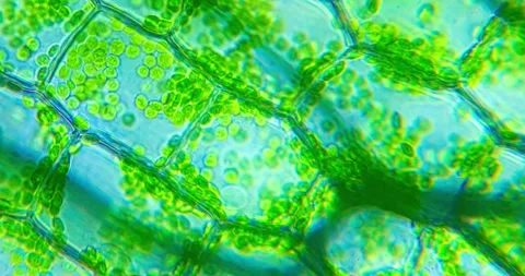 Nanorobots. Social interaction on the example of the microcosm. The remarkable Stock Footage 261595044