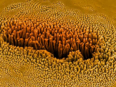Nanostructures on silicon, SEM Foto stock
