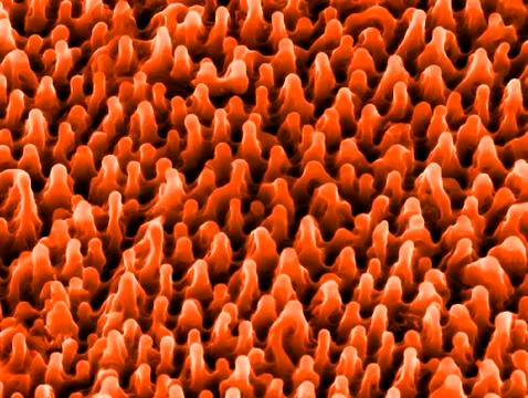 Nanostructures on titanium, SEM Foto stock