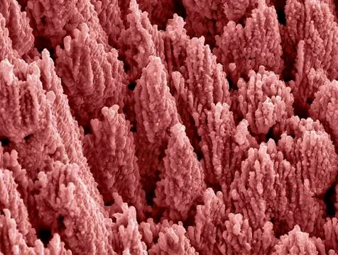 Nanostructures on titanium, SEM Foto stock