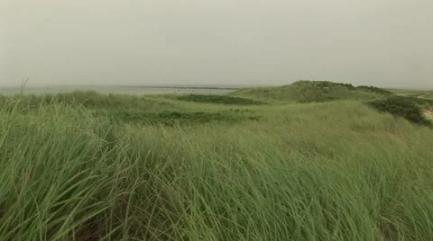 Nantucket seagrass Stock Footage 61630742