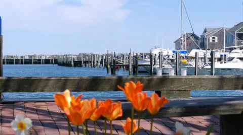 Nantucket tulip Stock Footage 26693602