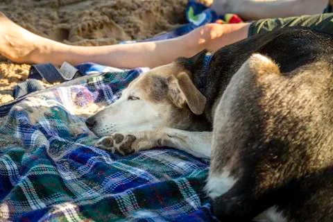 Nap on the Beach 스톡 사진