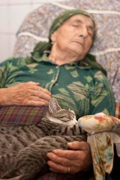Nap with cats Stock Photos