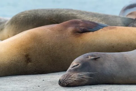 Nap with friends Foto stock