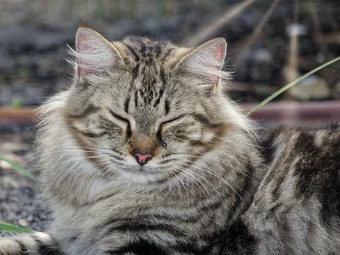 Nap in the Sun Stock Photos