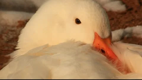 Nap time Video stock 11123191