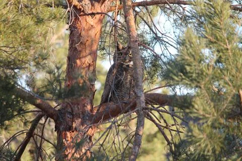 Nap Time In The Trees Stock Photos