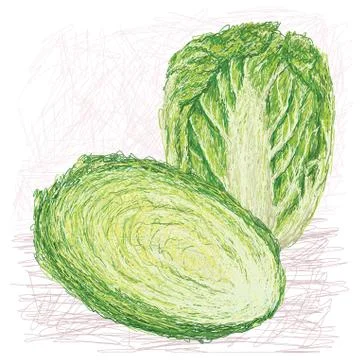Napa cabbage with cross section. Stock Illustration